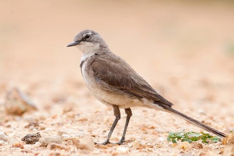 Cape Wagtail (Motacilla capensis), Windhoek, Namibia