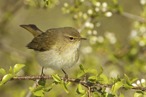 Common Chiffchaff (Phylloscopus collybita), Rhineland-Palatinate, Germany