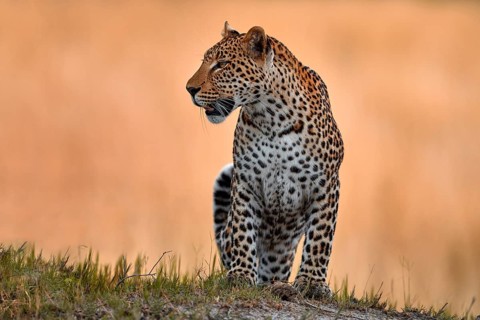 Leopard golden grass sunset, Savuti, Chobe NP, in Botswana, Africa. Big spotted cat in the wild