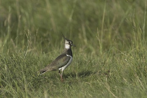 Northern Lapwing (Vanellus vanellus), Lake Neusiedl, Austria