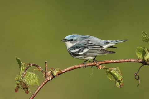 Cerulean Warbler (Setophaga cerulea), Michigan, USA