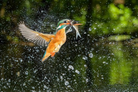 Common Kingfisher (Alcedo atthis) female fishing, Lower Saxony, Germany