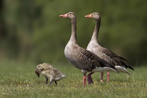 Greylag Goose (Anser anser) with chicks, Saxony-Anhalt, Germany