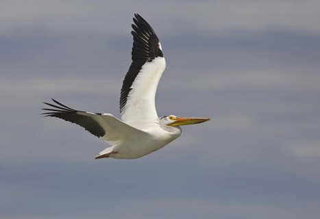 American White Pelican (Pelecanus erythrorhynchos) flying, Montana, USA