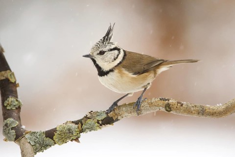 European Crested Tit (Lophophanes cristatus), Utrecht, Netherlands