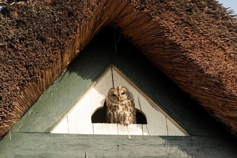 Tawny Owl (Strix aluco), Hamburg, Germany