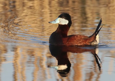 Ruddy Duck (Oxyura jamaicensis) male, Saskatchewan, Canada