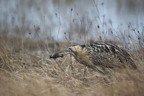 Eurasian Bittern (Botaurus stellaris) foraging, Burgenland, Austria