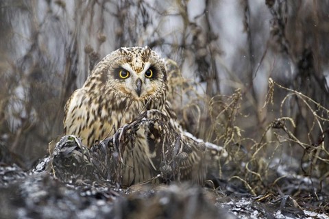 Short-eared Owl (Asio flammeus) juvenile, British Columbia, Canada