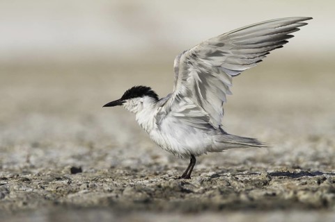 Gull-billed Tern (Gelochelidon nilotica), Castile-La Mancha, Spain