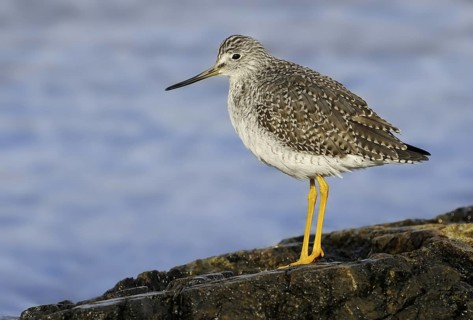 Greater Yellowlegs (Tringa melanoleuca), British Columbia, Canada