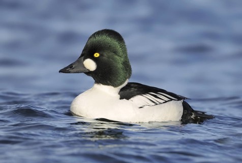 Common Goldeneye (Bucephala clangula) male, British Columbia, Canada