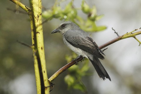 Large Cuckooshrike (Coracina macei), Fraser's Hill, Malaysia