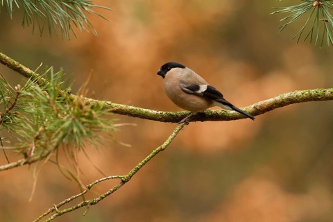Eurasian Bullfinch (Pyrrhula pyrrhula) female, Utrecht, Netherlands