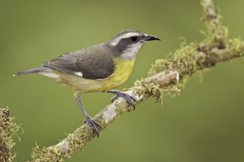 Bananaquit (Coereba flaveola), Ecuador