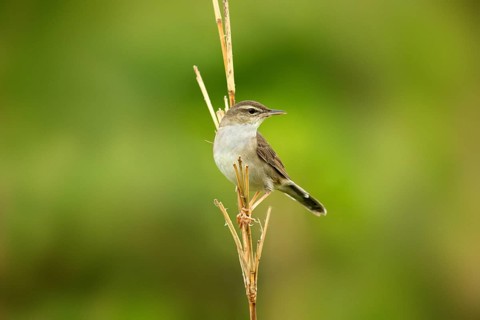 Styan's Grasshopper Warbler (Locustella pleskei), Miyakejima, Japan