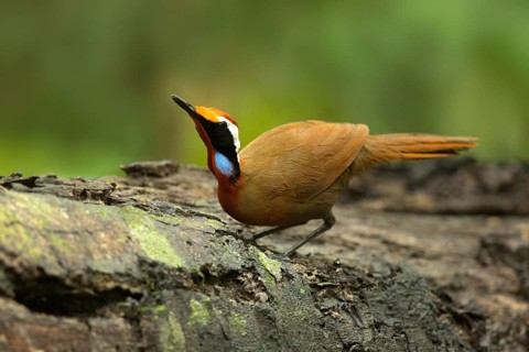 Rail-babbler (Eupetes macrocerus), Pahang, Malaysia