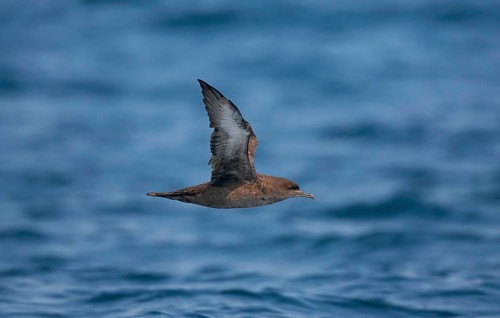 Sooty Shearwater Puffinus griseus San Diego, California, United States 14 September Adult