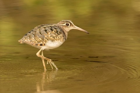 Greater Painted-snipe (Rostratula benghalensis), Gambia
