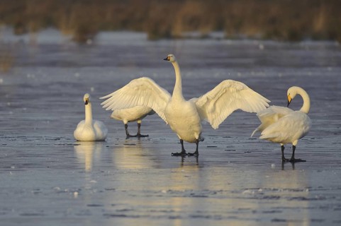 Whooper Swan (Cygnus cygnus), Lower Saxony, Germany