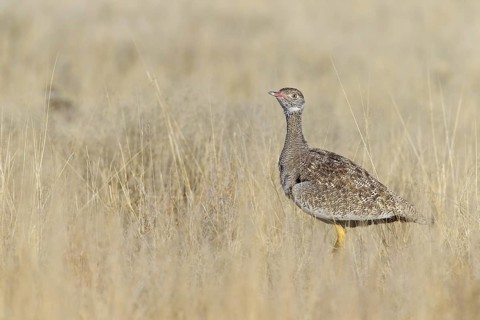 Southern Black Korhaan (Afrotis afra) female, Oshikoto, Etosha National Park, Namibia
