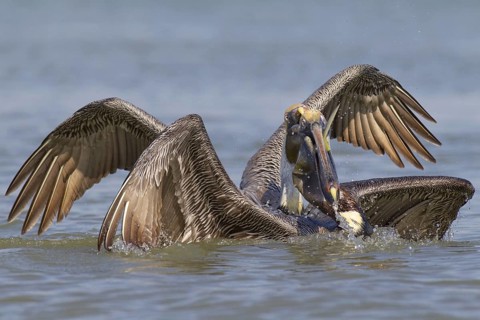 Brown Pelican (Pelecanus occidentalis), Florida, USA