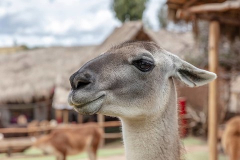 Alpaca and Llama Farm, near Cusco, Peru
