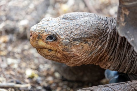 Giant tortoise (Chelonoidis nigra), Santa Cruz, Galapagos, Ecuador