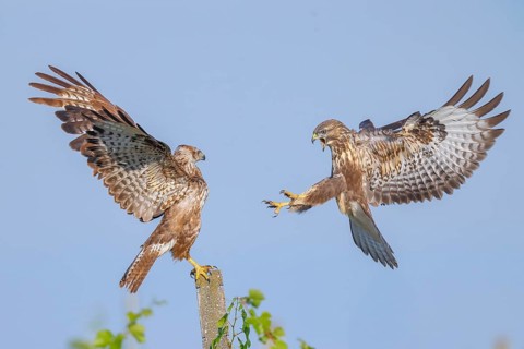 Buzzard (Buteo buteo) Buzzard chasing another buzzard from a concrete post, Wildlife, animals,