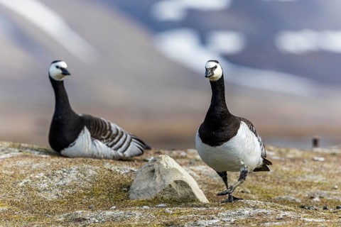 White-fronted Goose (Branta leucopsis), Geese (Anseriformes), pair on land, Aventdalen,