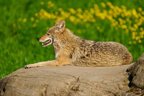 A smiling coyote resting on a rock in a green setting with yellow flowers, Coyote (Canis latrans),