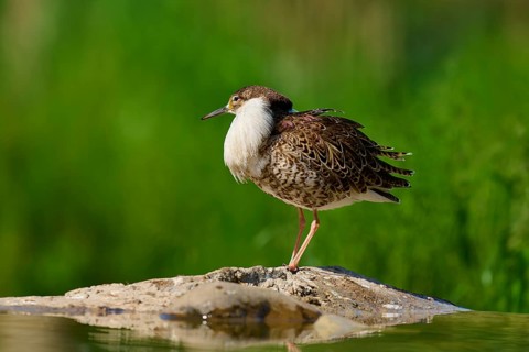 Bird standing on a stone, natural and quiet environment, Ruff (Calidris pugnax), spring, France