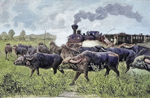 The Orient Express was stopped by a herd of buffalo, historical picture or illustration from 1894,