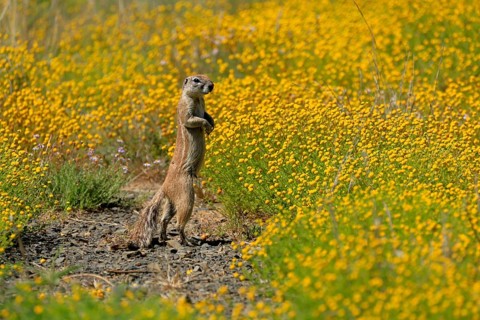 Cape bristle-necked squirrel (Xerus inauris), adult, alert, standing upright, foraging, flower