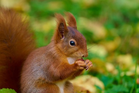 Eurasian squirrel (Sciurus vulgaris), holding a nut in an autumnal setting with a green background,