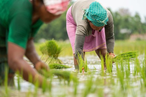 BAKSA, INDIA- JULY 12: Tribal women transplant rice seedlings in a waterlogged paddy field in