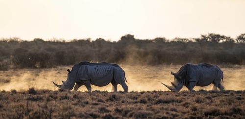 Southern white rhinoceros (Ceratotherium simum simum), Khama Rhino Sanctuary, Serowe, Botswana