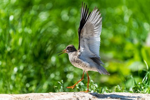 Bird with outspread wings on a rock in a green environment, Redshank, (Tringa totanus), France