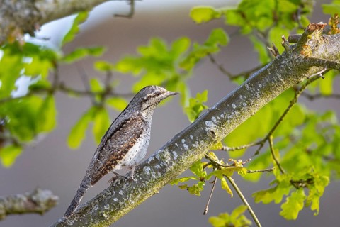 Eurasian wryneck (Jynx torquilla) Germany