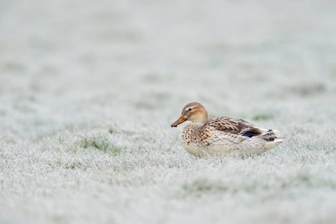 Beautifully marked... Mallard (Anas platyrhynchos), strikingly light-coloured variety, almost white