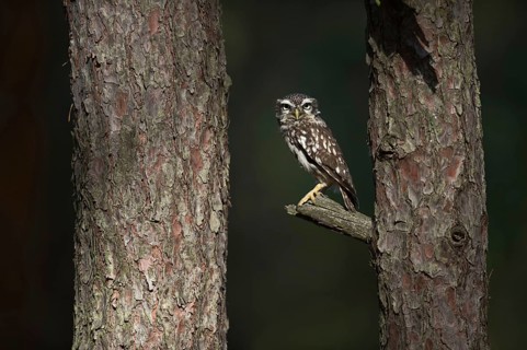 Piercing gaze... Little owl (Athene noctua), small native owl, owl, little owl looks excitedly into