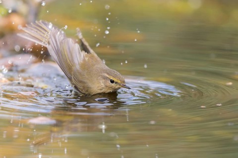 Common Chiffchaff (Phylloscopus collybita) bathing at a waterhole, Lower Saxony, Germany
