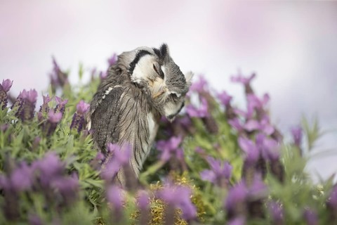 Southern White-faced Owl (Ptilopsis granti) captive, Germany
