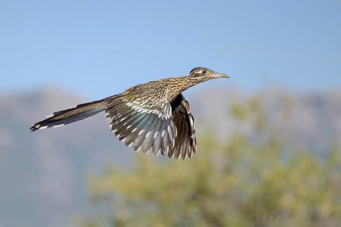 Greater Roadrunner (Geococcyx californianus) flying, Arizona, USA