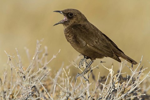 Ant-eating Chat (Myrmecocichla formicivora), Oshikoto, Etosha National Park, Namibia