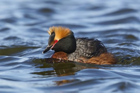Horned Grebe (Podiceps auritus), Oulu, Finland