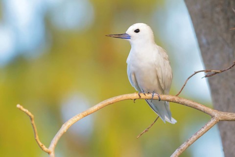 White Tern (Gygis alba), Bird Island, Seychellen