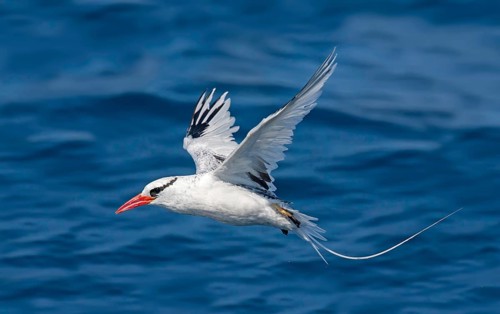 Red-billed Tropicbird Phaethon aethereus San Diego, California, United States 14 September Adult