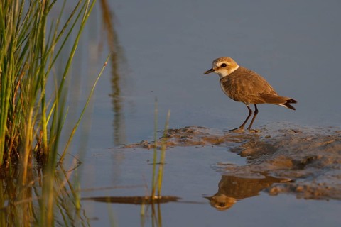 Kentish Plover (Charadrius alexandrinus) female, Mallorca, Spain