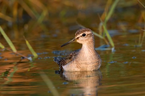 Wood Sandpiper (Tringa glareola), Phetchaburi, Thailand